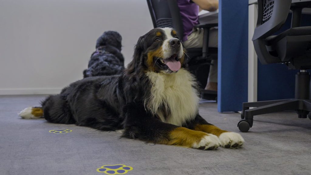 Un cane con pelo lungo sdraiato sul pavimento in ufficio con la lingua di fuori.