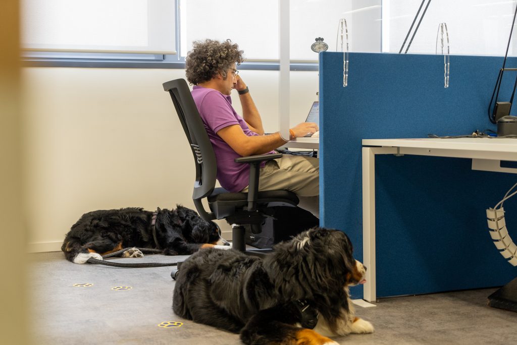 dogs with their owner in the office